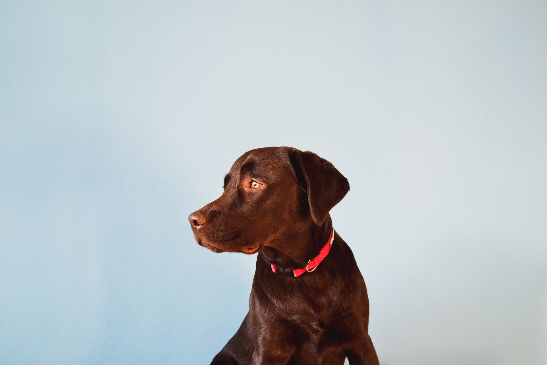 Meet Our Veterinary Staff Chippewa Animal Hospital St. Louis MO